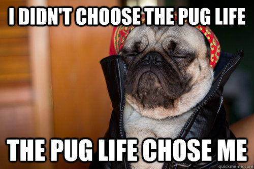 I didn't choose the pug life the pug life chose me - I didn't choose the pug life the pug life chose me  Pug Life