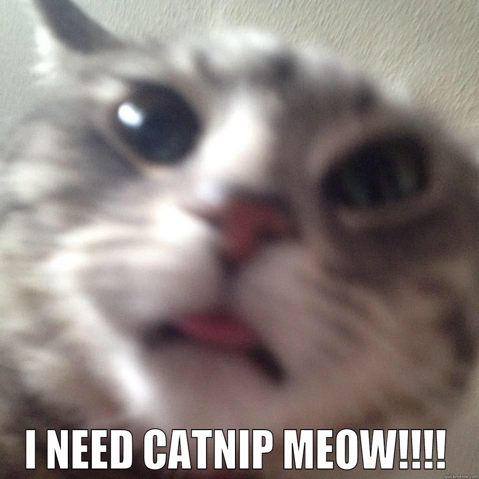 Kitties are so nice -  I NEED CATNIP MEOW!!!! Misc