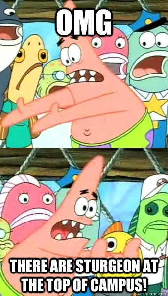 OMG There are STURGEON at the top of campus!  Push it somewhere else Patrick