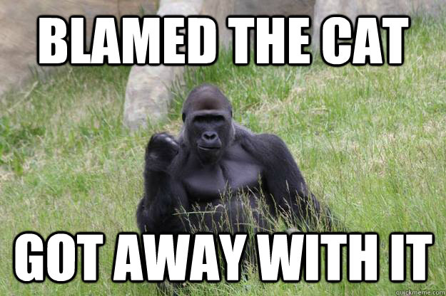 blamed the cat got away with it  Success Gorilla