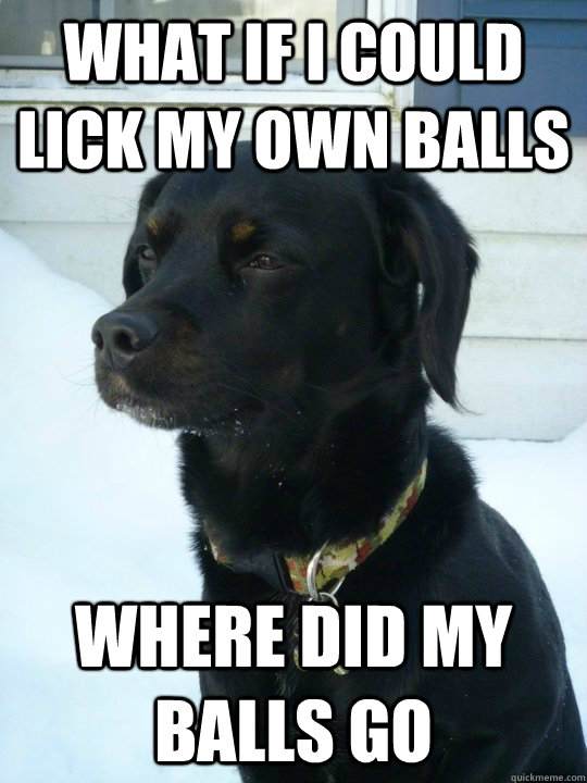 What if I could lick my own balls Where did my balls go - What if I could lick my own balls Where did my balls go  Philosophical Puppy