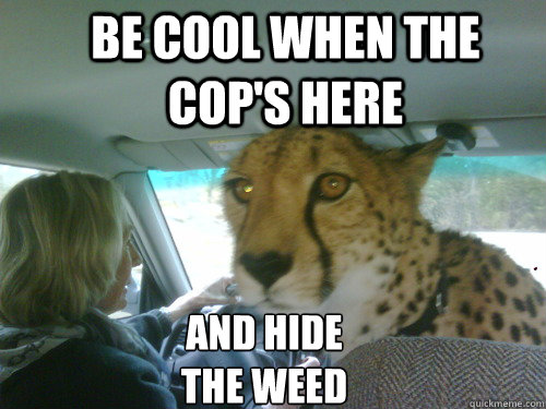 Be cool when the cop's here And hide the weed  