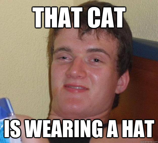 that cat is wearing a hat  10 Guy