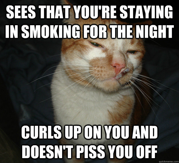 sees that you're staying in smoking for the night curls up on you and doesn't piss you off  Cool Cat Craig