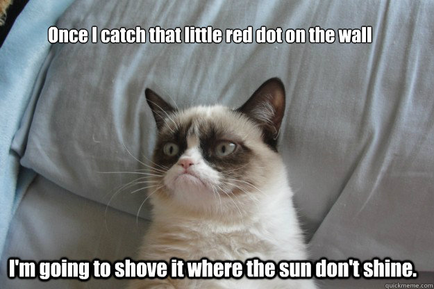 Once I catch that little red dot on the wall I'm going to shove it where the sun don't shine.  tard grumpy cat