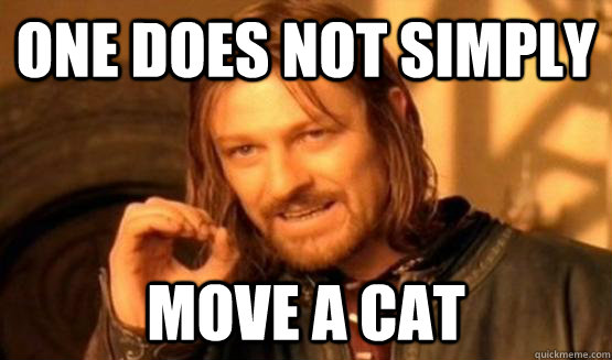 One does not simply move a cat  ONe does not simply date eyecandy