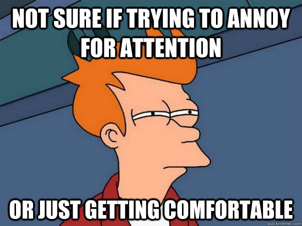 Not sure if trying to annoy for attention Or just getting comfortable  Futurama Fry