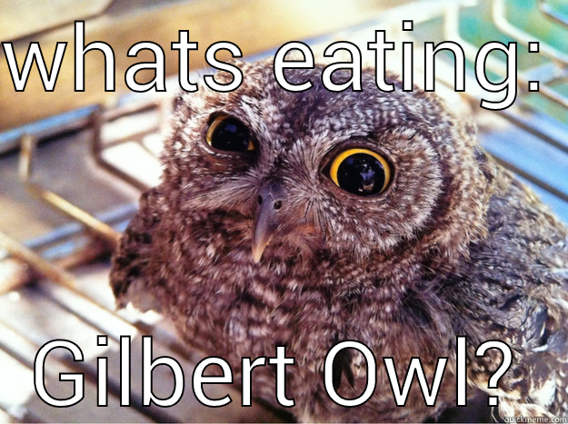 WHATS EATING: GILBERT OWL? Skeptical Owl