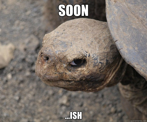 SOON ...ish  Insanity Tortoise