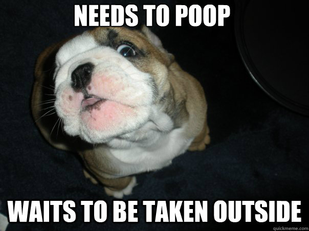 Needs to Poop Waits to be taken outside  Good Guy Dog
