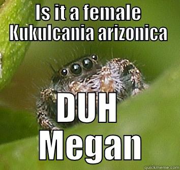 IS IT A FEMALE KUKULCANIA ARIZONICA DUH  MEGAN Misunderstood Spider