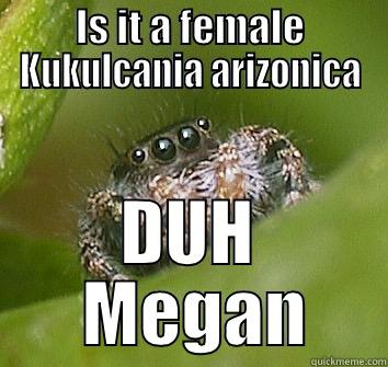 blah bitch - IS IT A FEMALE KUKULCANIA ARIZONICA DUH  MEGAN Misunderstood Spider