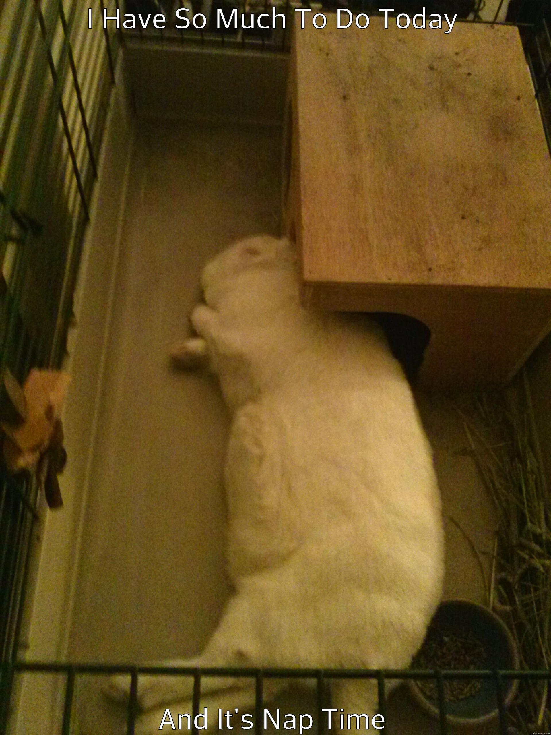 I HAVE SO MUCH TO DO TODAY AND IT'S NAP TIME Misc