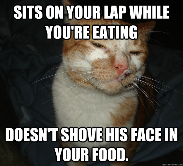 Sits on your lap while you're eating Doesn't shove his face in your food.  Good Guy Cat