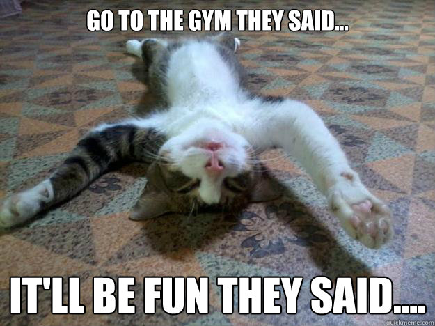 Go to the gym they said... it'll be fun they said....  Tired Cat