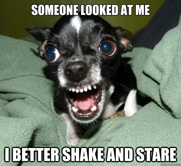 Someone looked at me I better shake and stare  Chihuahua Logic