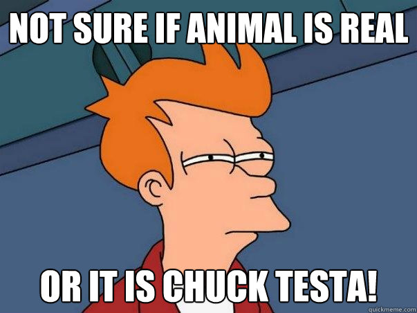 Not sure if animal is real or it is Chuck Testa!    Not sure Fry