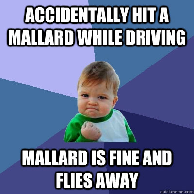 Accidentally hit a mallard while driving  mallard is fine and flies away - Accidentally hit a mallard while driving  mallard is fine and flies away  Success Kid