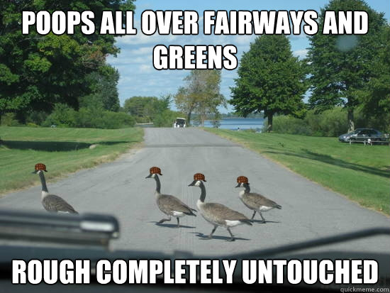 poops all over fairways and greens Rough completely untouched   Scumbag Geese