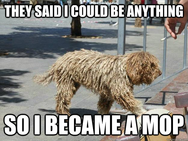 they said i could be anything so i became a mop - they said i could be anything so i became a mop  Picture of a dog that looks like a mop
