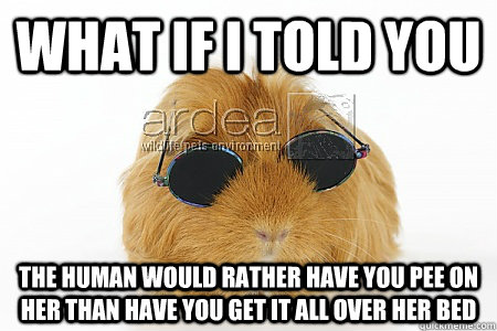 What if I told you The human would rather have you pee on her than have you get it all over her bed - What if I told you The human would rather have you pee on her than have you get it all over her bed  Guinea Morpheus