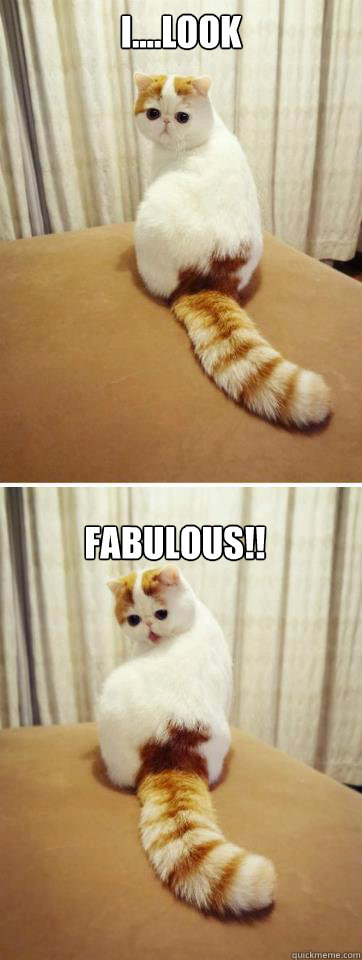 Short Funny Cat Captions For Instagram For Girl Short Funny Cat Captions For Instagram For Girl