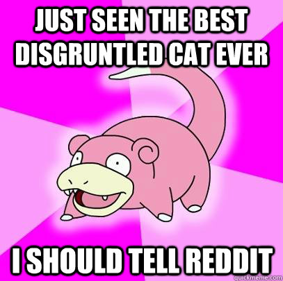 Just seen the best disgruntled cat ever I should tell Reddit  Slowpoke