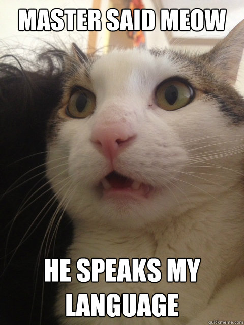 Master said meow HE SPEAKS MY LANGUAGE - Master said meow HE SPEAKS MY LANGUAGE  HFKitty