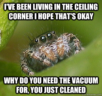 I've been living in the ceiling corner I hope that's okay why do you need the vacuum for, you just cleaned - I've been living in the ceiling corner I hope that's okay why do you need the vacuum for, you just cleaned  Misunderstood Spider