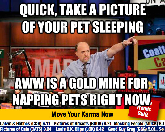 quick, take a picture of your pet sleeping aww is a gold mine for napping pets right now  Mad Karma with Jim Cramer