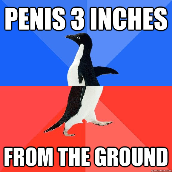 Penis 3 inches From the ground  Socially Awkward Awesome Penguin