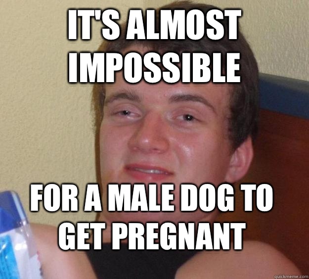 It's almost impossible  for a male dog to get pregnant  10 Guy