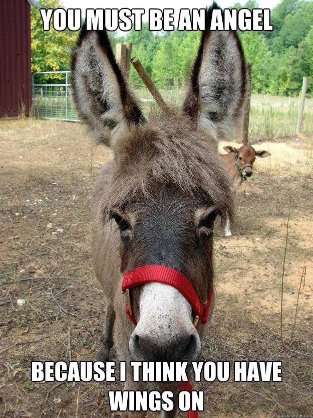 You must be an angel Because I think you have wings on Caption 3 goes here  Bad Pickup Line Donkey