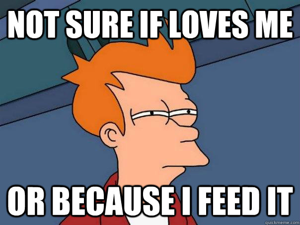 not sure if loves me or because i feed it  Futurama Fry