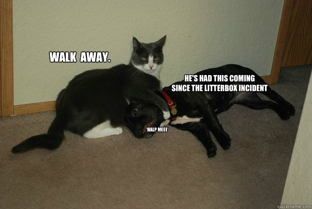 walk  away. He's had this coming
Since the litterbox incident *halp meee* - walk  away. He's had this coming
Since the litterbox incident *halp meee*  Revenge Cat