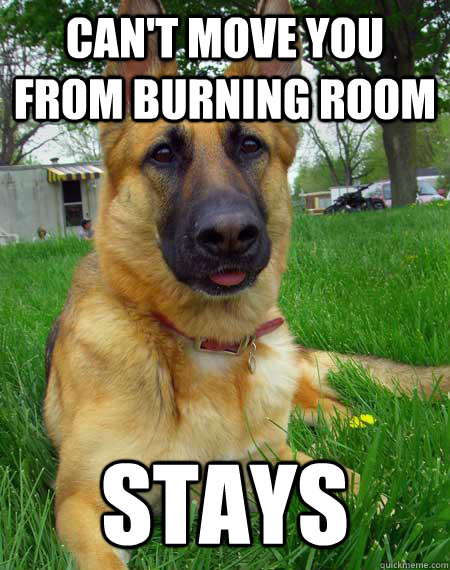 Can't move you from burning room stays - Can't move you from burning room stays  Best Friend Dog