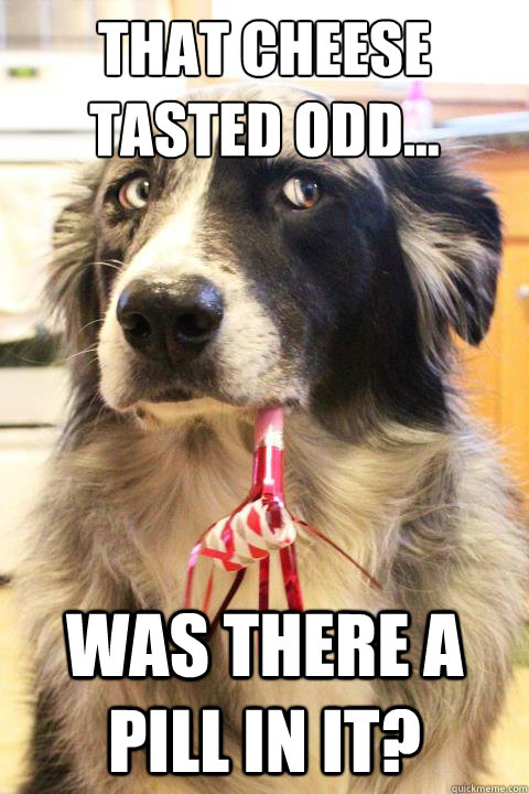 That cheese tasted odd... Was there a pill in it?  Skeptical Party Dog