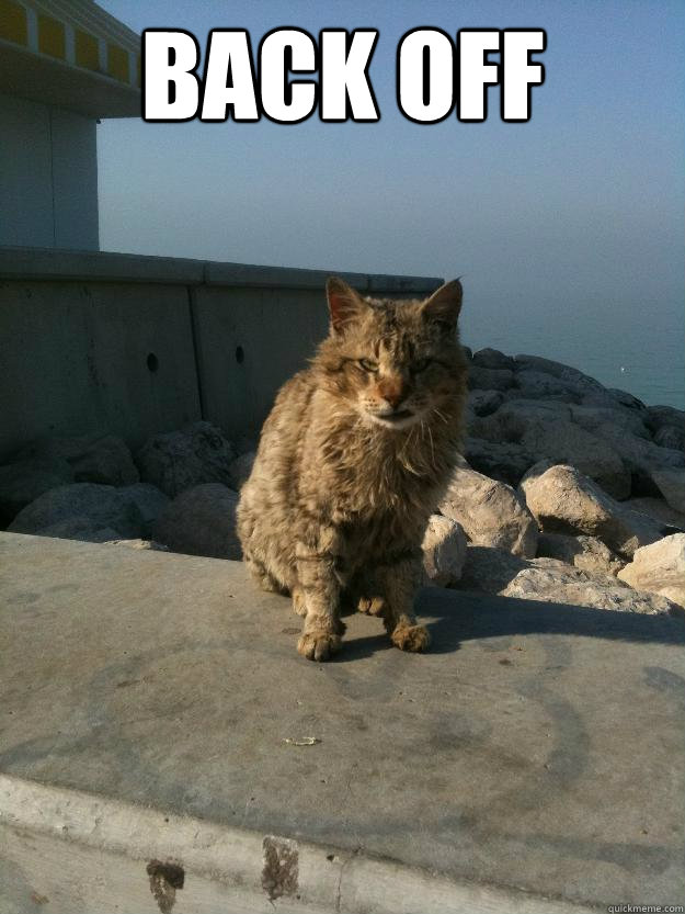 BACK OFF   Bitter Cat
