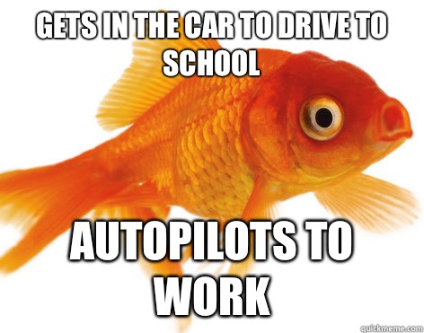 Gets in the car to drive to school Autopilots to work  Forgetful Fish