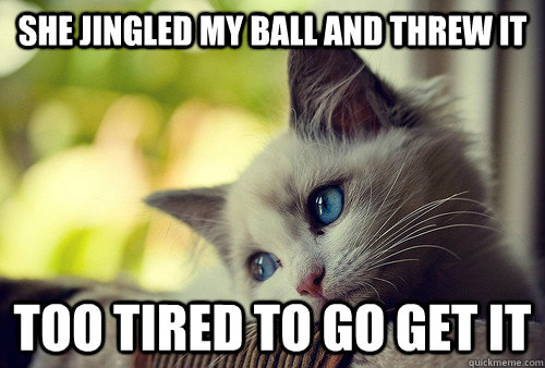 She jingled my ball and threw it Too tired to go get it  First World Problems Cat