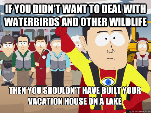 if you didn't want to deal with waterbirds and other wildlife then you shouldn't have built your vacation house on a lake  Captain Hindsight