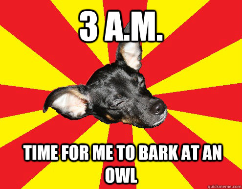 3 A.m.  time for me to bark at an owl  Texy Tex innocent dog meme