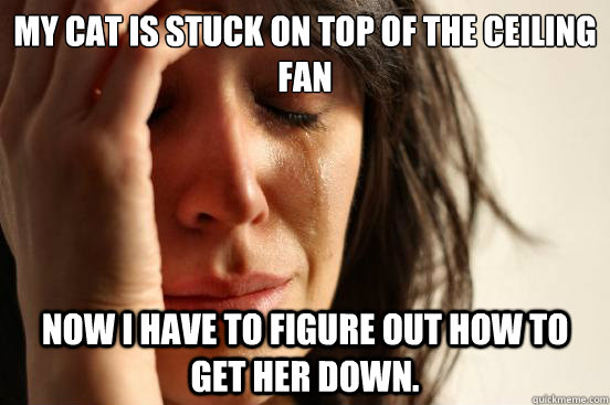 My cat is stuck on top of the ceiling fan Now I have to figure out how to get her down.  First World Problems