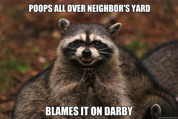 Poops all over neighbor's yard Blames it on Darby
  Evil Plotting Raccoon
