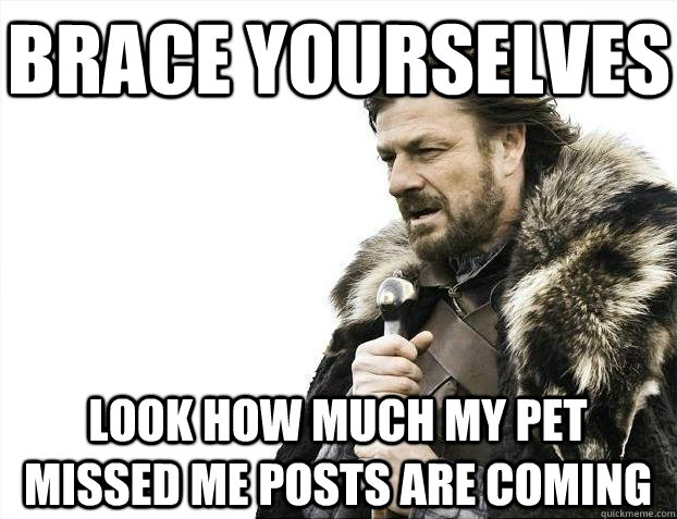 Brace yourselves Look how much my pet missed me posts are coming - Brace yourselves Look how much my pet missed me posts are coming  BRACEYOSELVES