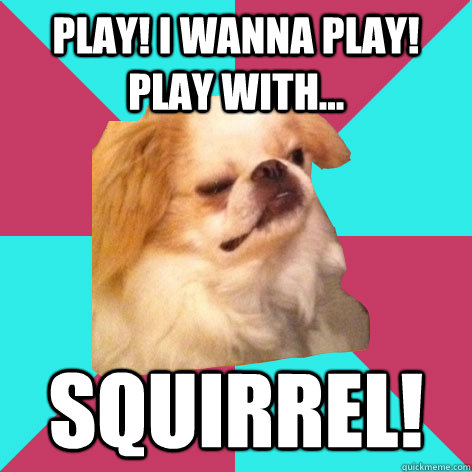 play! i wanna play! play with... squirrel!   Derp Dog