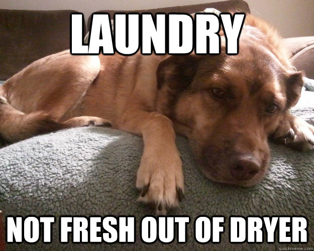 Laundry not fresh out of dryer  First World Dog problems