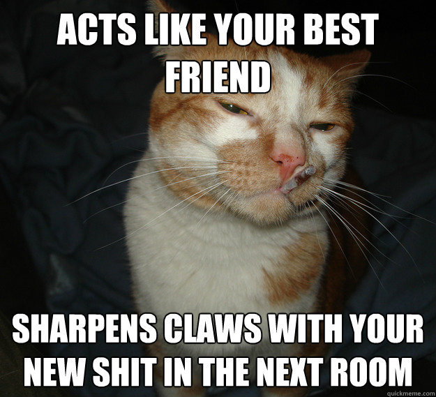 acts like your best friend sharpens claws with your new shit in the next room  Good Guy Cat
