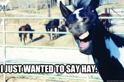 I just wanted to say hay. - I just wanted to say hay.  Hay Horse