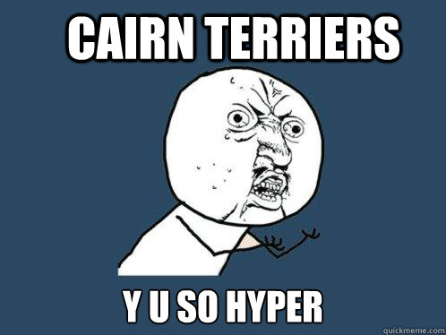 Cairn Terriers y u so hyper  Y U No